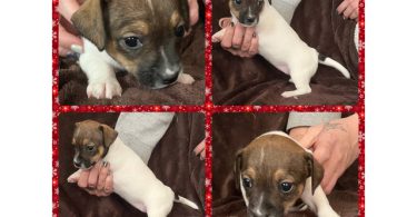 4 Jack Chiweenie puppies available