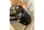 Male Amstaff Puppy Prince: Ready for a New Home