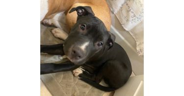 Male Amstaff Puppy Prince: Ready for a New Home
