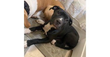 Male Amstaff Puppy Prince: Ready for a New Home