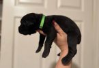 10 ICCF Cane corso puppies for sale