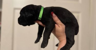 10 ICCF Cane corso puppies for sale
