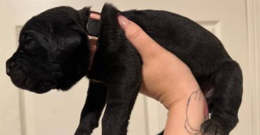 10 ICCF Cane corso puppies for sale
