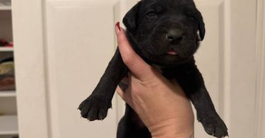 10 ICCF Cane corso puppies for sale