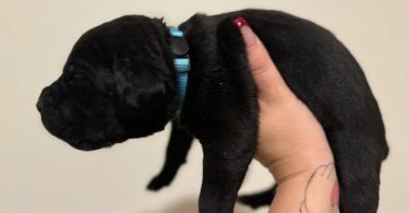 10 ICCF Cane corso puppies for sale