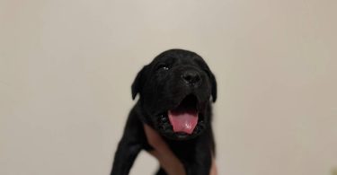 10 ICCF Cane corso puppies for sale