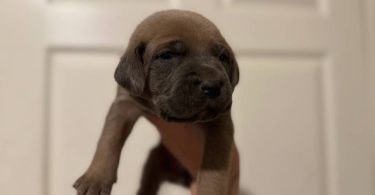10 ICCF Cane corso puppies for sale