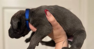 10 ICCF Cane corso puppies for sale