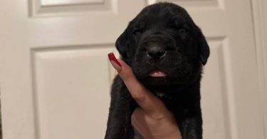 10 ICCF Cane corso puppies for sale