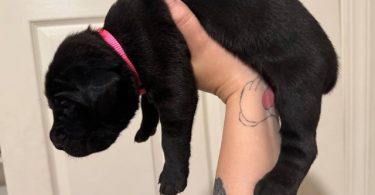 10 ICCF Cane corso puppies for sale