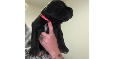 10 ICCF Cane corso puppies for sale