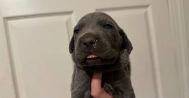 10 ICCF Cane corso puppies for sale