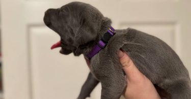 10 ICCF Cane corso puppies for sale