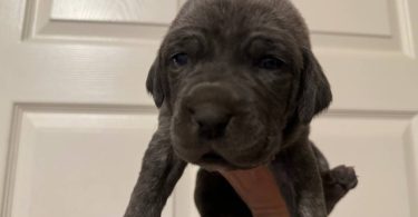 10 ICCF Cane corso puppies for sale