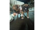 Boxer puppies local pickup only