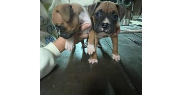 Boxer puppies local pickup only