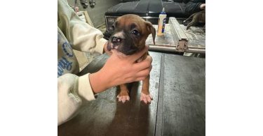 Boxer puppies local pickup only