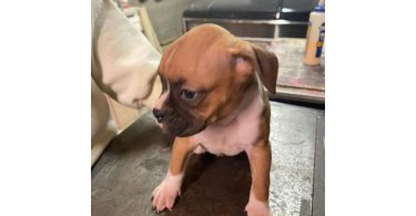 Boxer puppies local pickup only