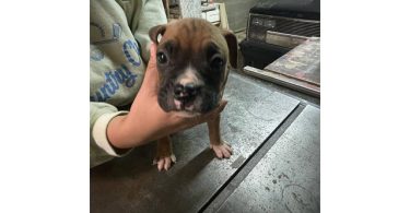 Boxer puppies local pickup only