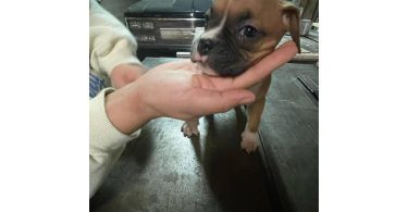 Boxer puppies local pickup only