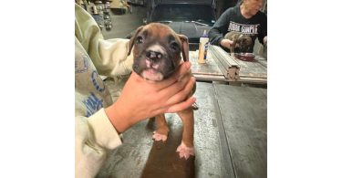 Boxer puppies local pickup only