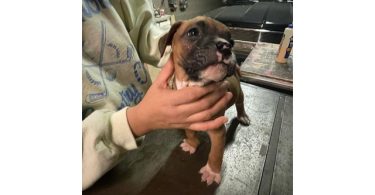 Boxer puppies local pickup only