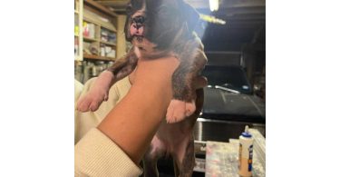 Boxer puppies local pickup only