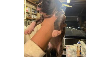 Boxer puppies local pickup only