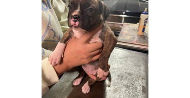 Boxer puppies local pickup only