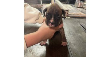 Boxer puppies local pickup only