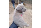 Healthy and playful purebred Pit Bull puppies