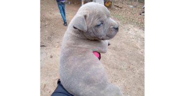 Healthy and playful purebred Pit Bull puppies