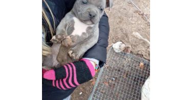 Healthy and playful purebred Pit Bull puppies