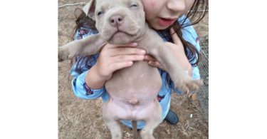 Healthy and playful purebred Pit Bull puppies