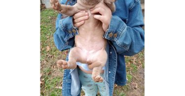 Healthy and playful purebred Pit Bull puppies
