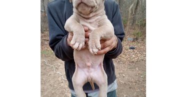 Healthy and playful purebred Pit Bull puppies