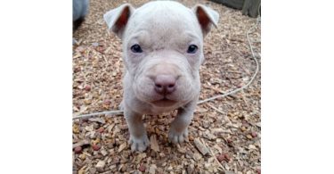 Healthy and playful purebred Pit Bull puppies