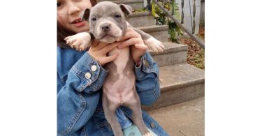 Healthy and playful purebred Pit Bull puppies