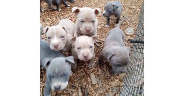 Healthy and playful purebred Pit Bull puppies