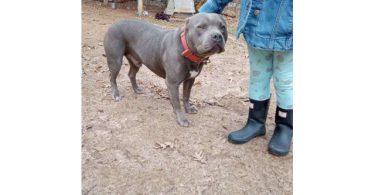 Healthy and playful purebred Pit Bull puppies