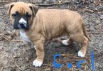 6 weeks old Pitbull puppies for Christmas