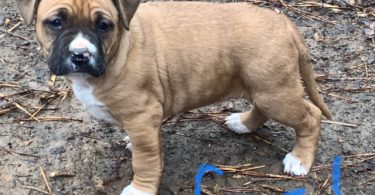 6 weeks old Pitbull puppies for Christmas