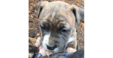 6 weeks old Pitbull puppies for Christmas