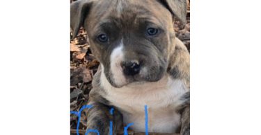 6 weeks old Pitbull puppies for Christmas
