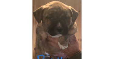6 weeks old Pitbull puppies for Christmas