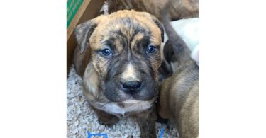 6 weeks old Pitbull puppies for Christmas