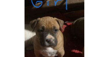 6 weeks old Pitbull puppies for Christmas