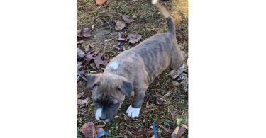 6 weeks old Pitbull puppies for Christmas