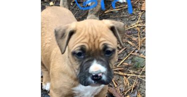 6 weeks old Pitbull puppies for Christmas