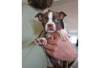 Seal and white Boston terrier puppies for sale